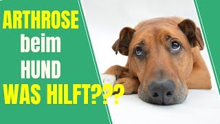 Arthrose beim Hund  Was hilft  TIPPs zur Behandlung und Vorbeugung [upl. by Dermott]