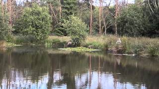 LITTLE YEO FISHERY WITHERIDGE DEVON [upl. by Modnarb]