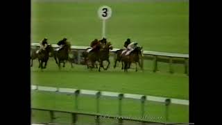 1981 Great Voltigeur Stakes Inc Replay [upl. by Idnis]