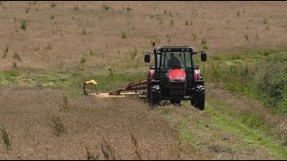 Mowing for Silage with Massey 2 [upl. by Jose]