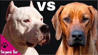 Rhodesian Ridgeback vs Dogo ArgentinoInsane Lion and Puma Hunter Dogs [upl. by Lazare652]