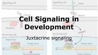 Juxtacrine Signaling and Development [upl. by Mure]