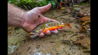 Novel Stream Restoration Method for Wild Trout and Ecosystem Health [upl. by Nanaek307]