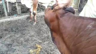 Actinomycosis in Cattle [upl. by Repsaj]