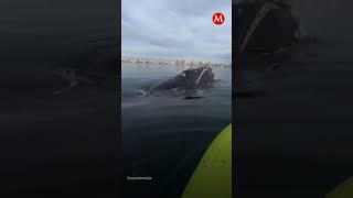 Pareja termina rodeada de ballenas tras un paseo en kayak milenioshorts [upl. by Surbeck]