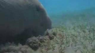 4 The Dugongs of Abu Dhabi [upl. by Eenat]