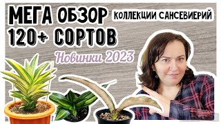 Полный обзор коллекции сансевиерий с названиями Редкие сорта и новинки 2023 года [upl. by Adnav480]