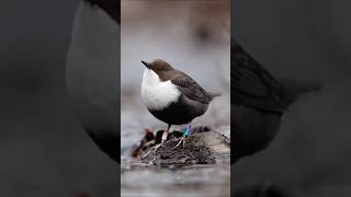 Dipper aquatic songbird science sciencefacts [upl. by Wallford]