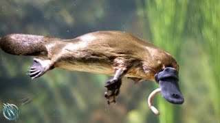 DUCKBILL PLATYPUS ─ The Cute Webbed Oddball That Can Kill You [upl. by Sokim]