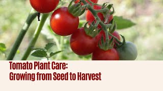 Tomato Plant Care From Seed to Harvest [upl. by Garris522]