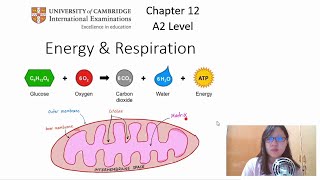 Chap 12 Part 1a ATP  Cambridge ALevel 9700 Biology [upl. by Jahdol]