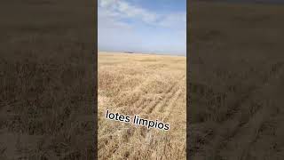 Cultivo de Camelina una opción muy interesante por sus rendimientos [upl. by Isyed184]