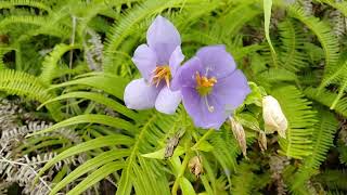 Binara plant Ginihiriya flower plant Exacum macranthum [upl. by Houlberg]