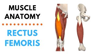 Rectus Femoris  Muscle Anatomy  Joetherapy [upl. by Parrnell]