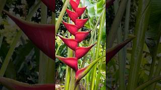 Helicônia criswick florestropicais plantas flores jardim natureza [upl. by Raddy49]