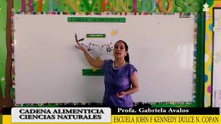 Cadena alimenticia – Tercer Grado – Ciencias Naturales [upl. by Dajma]