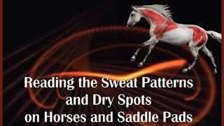 Reading the Sweat Pattern and Dry Spots on Horses and Saddle Pads by Saddlefit 4 Life® [upl. by Assetan]