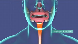 Indepth Esophageal cancer symptoms to look for and why it kills most who are diagnosed with it [upl. by Leora]