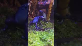 鈷藍箭毒蛙Dendrobates AzureusTaipei Zoo [upl. by Yahsan]