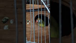 Lovebird Nesting Inside the Breeding Box Lovebirds BreedingBox BirdNesting [upl. by Allehc948]