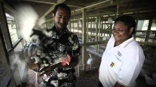 Poultry research in PNG [upl. by Carolynne]