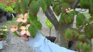 Dogwood Cornus ko Satomi at Northwest Nurseries [upl. by Matlick]