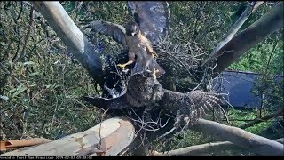 Presidio RTH Cam  The Confrontation Redtailed Hawk Defends Nest From Great Horned Owl 2219 [upl. by Girhiny]