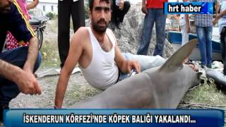 İSKENDERUN KÖRFEZİNDE KÖPEK BALIĞI YAKALANDI [upl. by Nagard143]