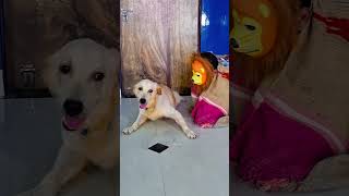 मेरा डॉग शेर से डर गया😭funnydogs shorts [upl. by Nnaed754]