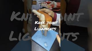 LIGAMENTS OF KNEE JOINT  Lower limb Anatomy anatomy brainanatomy humanbody neet mbbs biology [upl. by Nahtaj181]