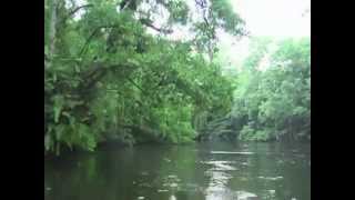 FSM  Kosrae  Mother Snake Mangrove [upl. by Crockett955]