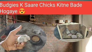 Budgie K Saare Chicks Kitne Bade Hogaye 😍 [upl. by Cull]