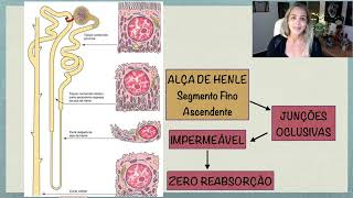 Alça de Henle Segmento Fino [upl. by Rosy167]