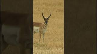 Pronghorn buck wildlife nature [upl. by Lyell275]