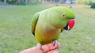 Indian Ringneck Parrot Talking Compilation [upl. by Idette]