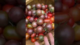 I love spending time at my garden shorts harvesting harvest growfood asmr countrylife [upl. by Marne]