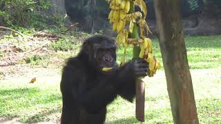 chimpanzee eating banana [upl. by Tommy]