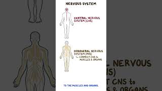 Clinical Cuts Anatomy and physiology of the nervous system [upl. by Roselin]