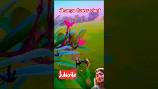 How to grow Champa from cuttingTips for ChampaShortsyoutubshorts viralshort Savita236 [upl. by Eimaraj]