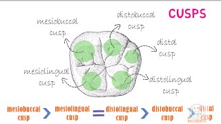 Permanent Mandibular 1st Molar Part 2 [upl. by Rednaxela]