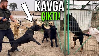 CANE CORSO EJDER MEYDANA ÇIKINCA KÖPEKLER ÇILDIRDI [upl. by Ronda95]