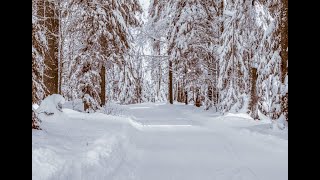 Winter Walk – Snowfall with Sound of Snow Crunching  Winnipeg Manitoba Canada 4K 24fps HD Video [upl. by Yenitsed]