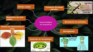 Citoquinina Hormona vegetal [upl. by Yruoc]