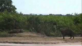 onça pega capivara no pantanal [upl. by Eustashe70]