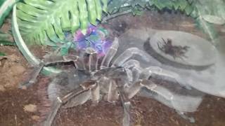 Burgundy Goliath Birdeater Speed Demonstration [upl. by Neyut506]