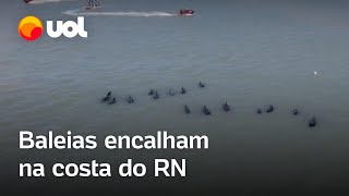 Baleias encalham em massa na costa do Rio Grande do Norte veja o vídeo [upl. by Asiluj]