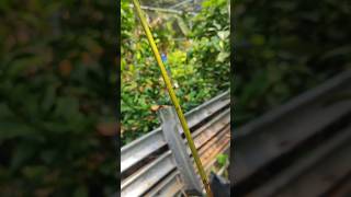 Avocado plant care shortsvideo graftingplants [upl. by Flint]