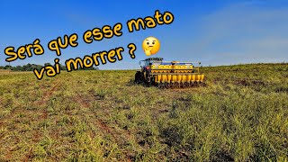 🔴Sera que vai morrer o mato  Plantio de soja pós herbicida soja 2425 [upl. by Wenz]