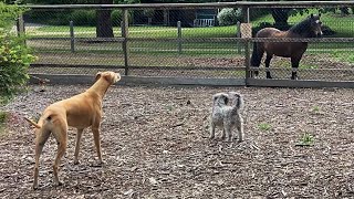 We Meet a Very Big Dog horse 🐶 🐴 [upl. by Hershel]