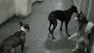 doberman vs husky vs bull terrier [upl. by Yerffoeg]